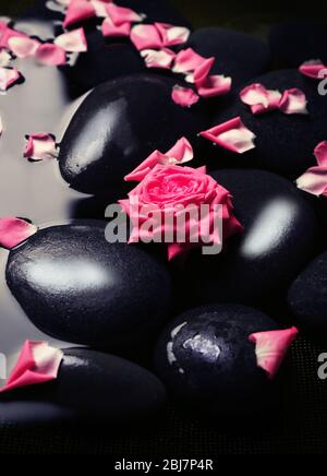 Rose rose rose et pierres noires dans l'eau, gros plan Banque D'Images