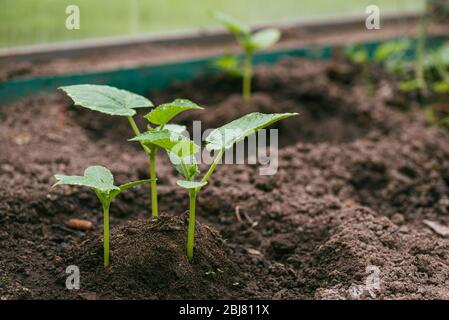 Les jeunes concombres germe dans le sol arrosé dans la serre. Le concept d'isolement et d'agriculture de subsistance. Prise de vue macro avec mise au point sélective avec Banque D'Images