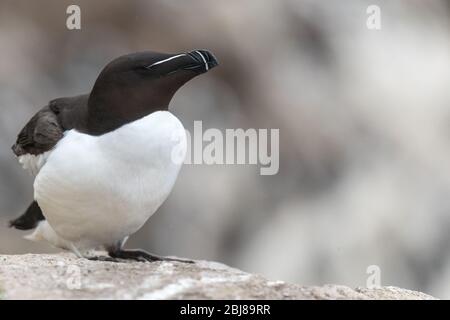 Un portrait d'un Razorbill parmi de belles bokeh Banque D'Images