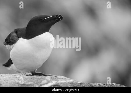 Un portrait d'un Razorbill parmi de belles bokeh Banque D'Images