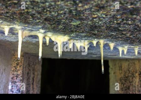 Stalactites au plafond avec gouttes Banque D'Images