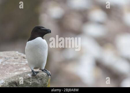 Un portrait d'un Razorbill parmi de belles bokeh Banque D'Images