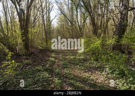 Sentier rétroéclairé dans une belle période de feuilles dans une forêt à feuilles caduques Banque D'Images