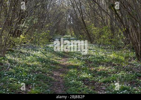 Sentier recouvert d'anémones de bois dans une forêt en feuilles de temps Banque D'Images