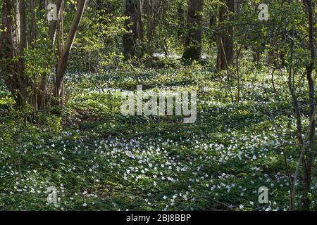 Anémones de bois partout sur le sol de la forêt en saison de la feuille Banque D'Images