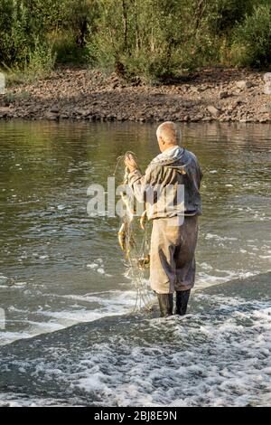 un homme de 50 ans tire un résille d'un réservoir avec du poisson pris dans celui-ci Banque D'Images