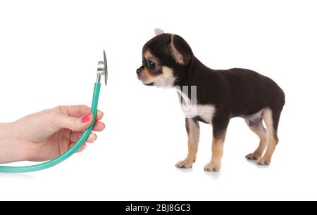 Main féminine examinant un petit chiot chihuahua avec un stéthoscope sur le fond blanc Banque D'Images