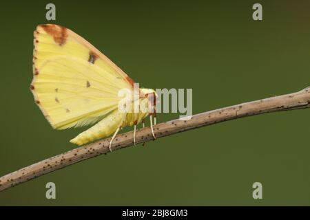 Un Moth Brimstone, Opisthograptis luteolata, perché sur une brindille au printemps. Banque D'Images