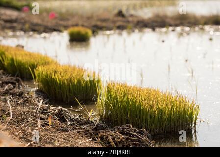 Les semis de riz cultivés dans une pépinière sont prêts à être plantés dans un champ de riz. C'est ce qu'on appelle la transplantation. Banque D'Images