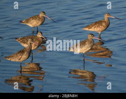 Un groupe de godwits marbrées (Limosa fedoa) le long du bord de l'un des anciens étangs de sel de la réserve d'animaux de Moss Landing. Banque D'Images