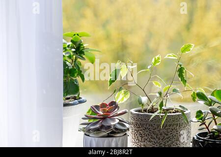 Plantes vertes dans des pots de fleurs décorant l'intérieur de la maison. Concept de jardinage à la maison. Banque D'Images