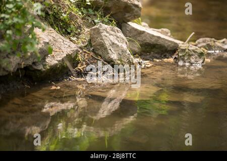 De grandes pierres se trouvent sur la rive d'un ruisseau et sont reflétées dans l'eau Banque D'Images