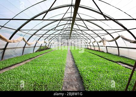 Jeunes plants de chou qui poussent dans une serre importante. Banque D'Images