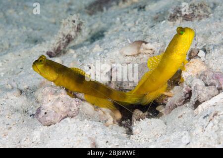 Paire de Goby de crevettes jaunes, Cryptocentrus cinctus, Nouvelle-Irlande, Papouasie-Nouvelle-Guinée Banque D'Images