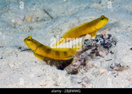 Paire de Goby de crevettes jaunes, Cryptocentrus cinctus, Nouvelle-Irlande, Papouasie-Nouvelle-Guinée Banque D'Images