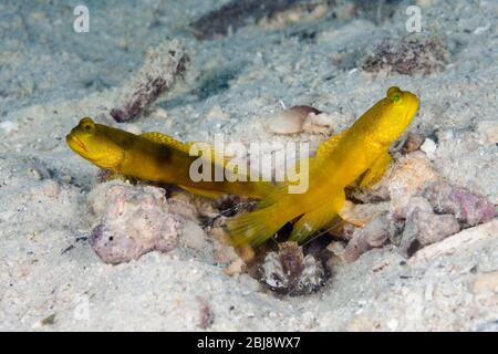 Paire de Goby de crevettes jaunes, Cryptocentrus cinctus, Nouvelle-Irlande, Papouasie-Nouvelle-Guinée Banque D'Images