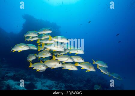 Shoal of Celebes Sweetlips, Plectorhinchus chrysotaenia, Nouvelle-Irlande, Papouasie-Nouvelle-Guinée Banque D'Images