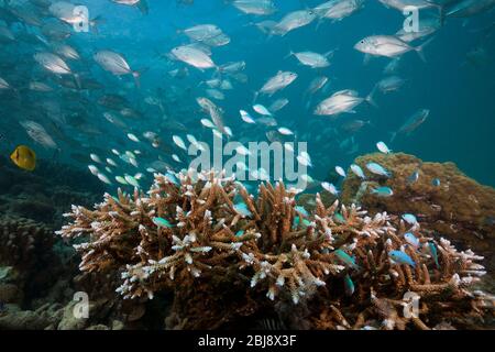 Chromis vert-bleu sur corail, Chromis viridis, Nouvelle Irlande, Papouasie-Nouvelle-Guinée Banque D'Images