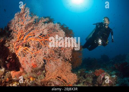 Godeffroys corail doux, Siphonogorgia godeffroy, Nouvelle-Irlande, Papouasie-Nouvelle-Guinée Banque D'Images