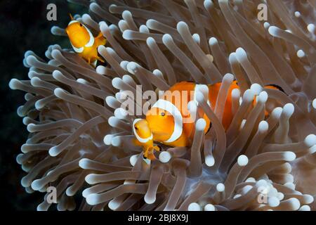 Clown Anemonefish, Amphipirion ocellaris, Nouvelle-Irlande, Papouasie-Nouvelle-Guinée Banque D'Images