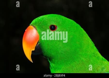 Eclectus Parrot, Eclectus roratus, Papouasie-Nouvelle-Guinée Banque D'Images