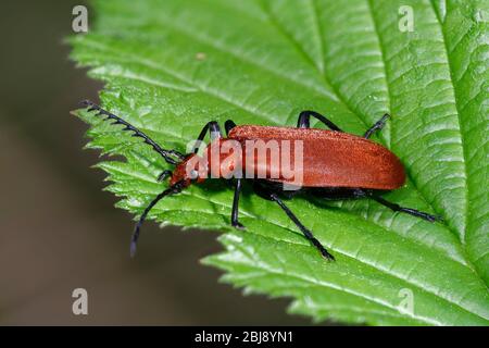 Cardinal à tête rouge - Pyrochroa serraticornis On leaf Banque D'Images