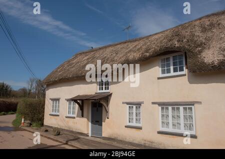 Traditionnelle Devonian CoB et Lime Thatched Roof Longhouse dans un village de Rural Devon, Angleterre, Royaume-Uni Banque D'Images