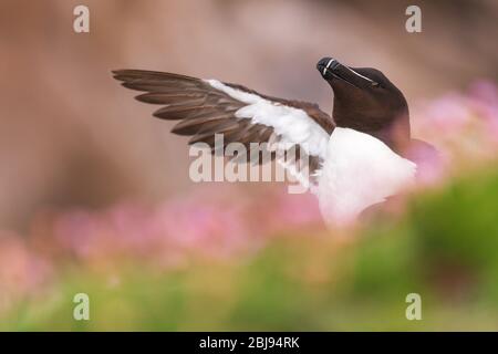 Un portrait d'un Razorbill parmi de belles bokeh Banque D'Images