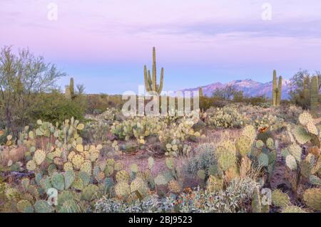 Le Piar d'Engelmann, Opuntia engelmannii et les cactus saguaro Carnegiea gigantea, Saguaro National Park, Arizona, États-Unis, à l'aube. Banque D'Images