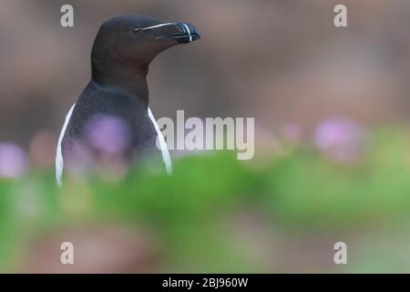 Un portrait d'un Razorbill parmi de belles bokeh Banque D'Images