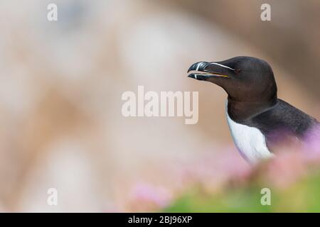 Un portrait d'un Razorbill parmi de belles bokeh Banque D'Images