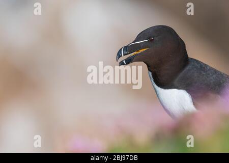 Un portrait d'un Razorbill parmi de belles bokeh Banque D'Images