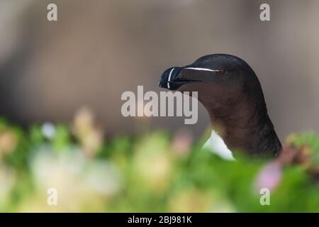 Un portrait d'un Razorbill parmi de belles bokeh Banque D'Images