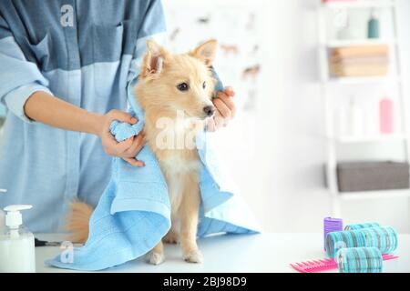 Joli chien Spitz au salon de l'aine Banque D'Images