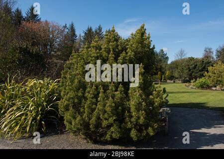 Green Foliage d'un arbre de pin ponderosa Evergreen Conifer Dwarf (Pinus mugo 'Ophir') qui grandit dans un jardin rural de campagne dans le Devon rural, Angleterre, Royaume-Uni Banque D'Images