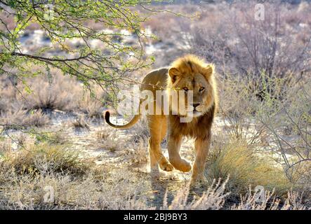 Lion mangé dans le parc transfrontalier de Kgalagadi, Cap Nord, Afrique du Sud Banque D'Images