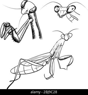 Prière Mantis Sketch Noir Contour monochrome Insect Illustration isolé sur fond blanc Illustration de Vecteur