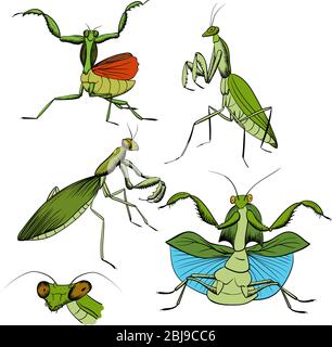 jeu d'insectes de mantis dessinant à la main. mantis de priing vert avec contour noir isolé sur blanc. illustration de stock vectoriel Illustration de Vecteur