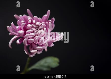 Gros plan photo de chrysanthème rose sur fond noir Banque D'Images