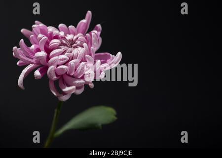 Gros plan photo de chrysanthème rose sur fond noir Banque D'Images