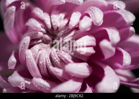 Gros plan photo de chrysanthème rose sur fond noir Banque D'Images