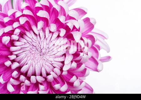 Gros plan photo de la fleur de chrysanthème rose sur fond clair. Macro photographie Banque D'Images