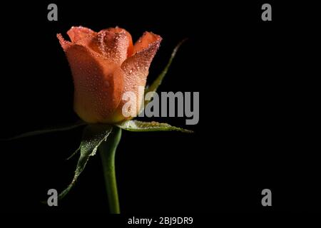 gros plan photo de rose orange sur fond noir Banque D'Images