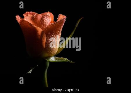 gros plan photo de rose orange sur fond noir Banque D'Images