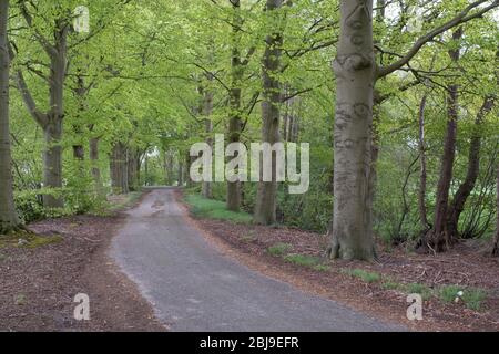 Arbres de printemps avec feuilles de printemps vertes, petite route. Arrière-plans. Banque D'Images