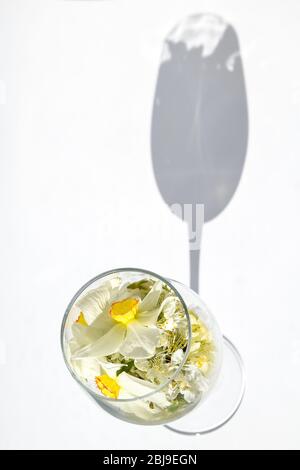 fleurs printanières abricots de cerise dans un verre à vin sur fond blanc, heure de printemps Banque D'Images