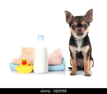 Chihuahua chiot, serviettes et bouteille de shampooing isolé sur blanc Banque D'Images