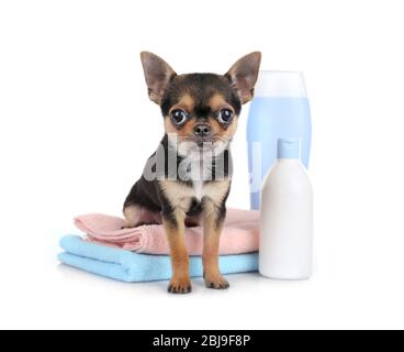 Chihuahua chiot, serviettes et shampooing bouteilles isolées sur blanc Banque D'Images