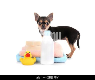 Chihuahua chiot, serviettes et bouteille de shampooing isolé sur blanc Banque D'Images