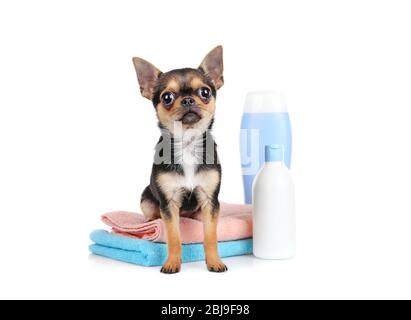 Chihuahua chiot, serviettes et shampooing bouteilles isolées sur blanc Banque D'Images